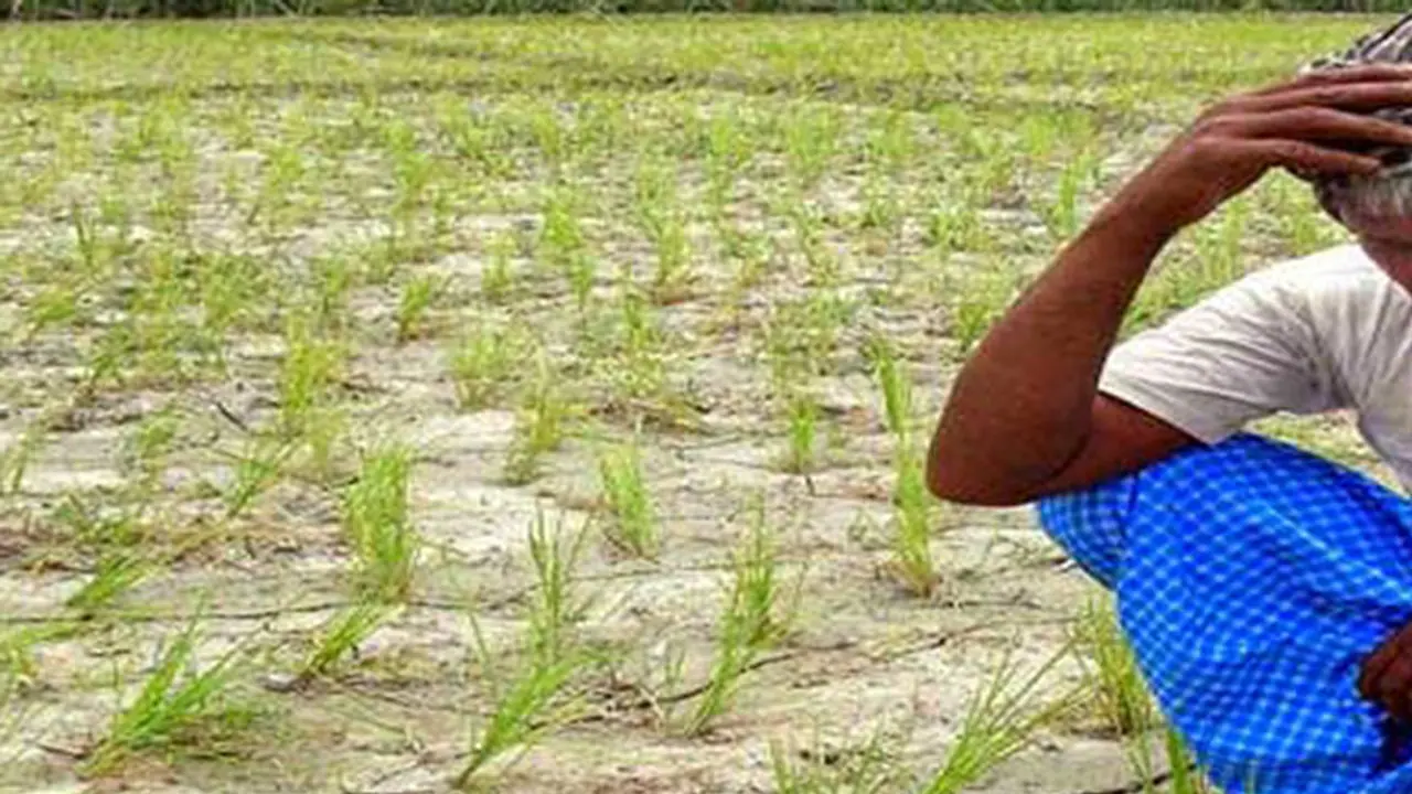 സംസ്ഥാന തെരഞ്ഞെടുപ്പ്; കര്ഷകരുടെ പ്രശ്നങ്ങള് നിര്ണ്ണായകമാകും സംസ്ഥാന തെരഞ്ഞെടുപ്പ്; കര്ഷകരുടെ പ്രശ്നങ്ങള് നിര്ണ്ണായകമാകും