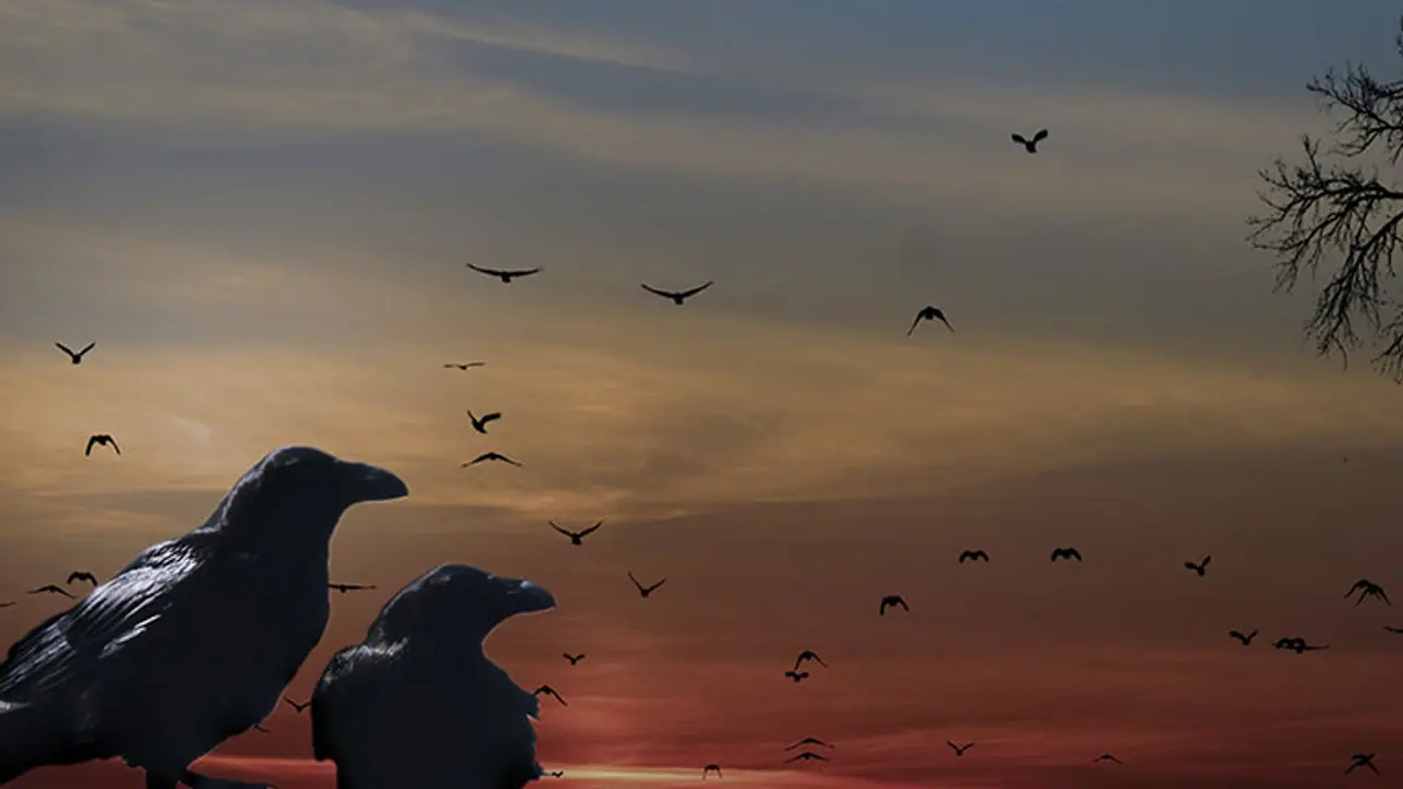 ಕಸ ಹೆಕ್ಕಲು ಕಾಗೆಗೆ ತರಬೇತಿ! ಕಸ ಹೆಕ್ಕಲು ಕಾಗೆಗೆ ತರಬೇತಿ!