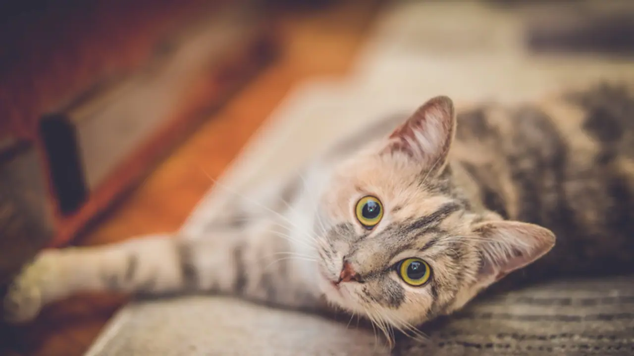 ಮನೆಗೆ ಬೆಕ್ಕು ಬಂದು ಸೇರಿಕೊಂಡರೆ ಏನರ್ಥ? ಧರ್ಮಗ್ರಂಥಗಳು ಹೇಳುವುದೇನು?