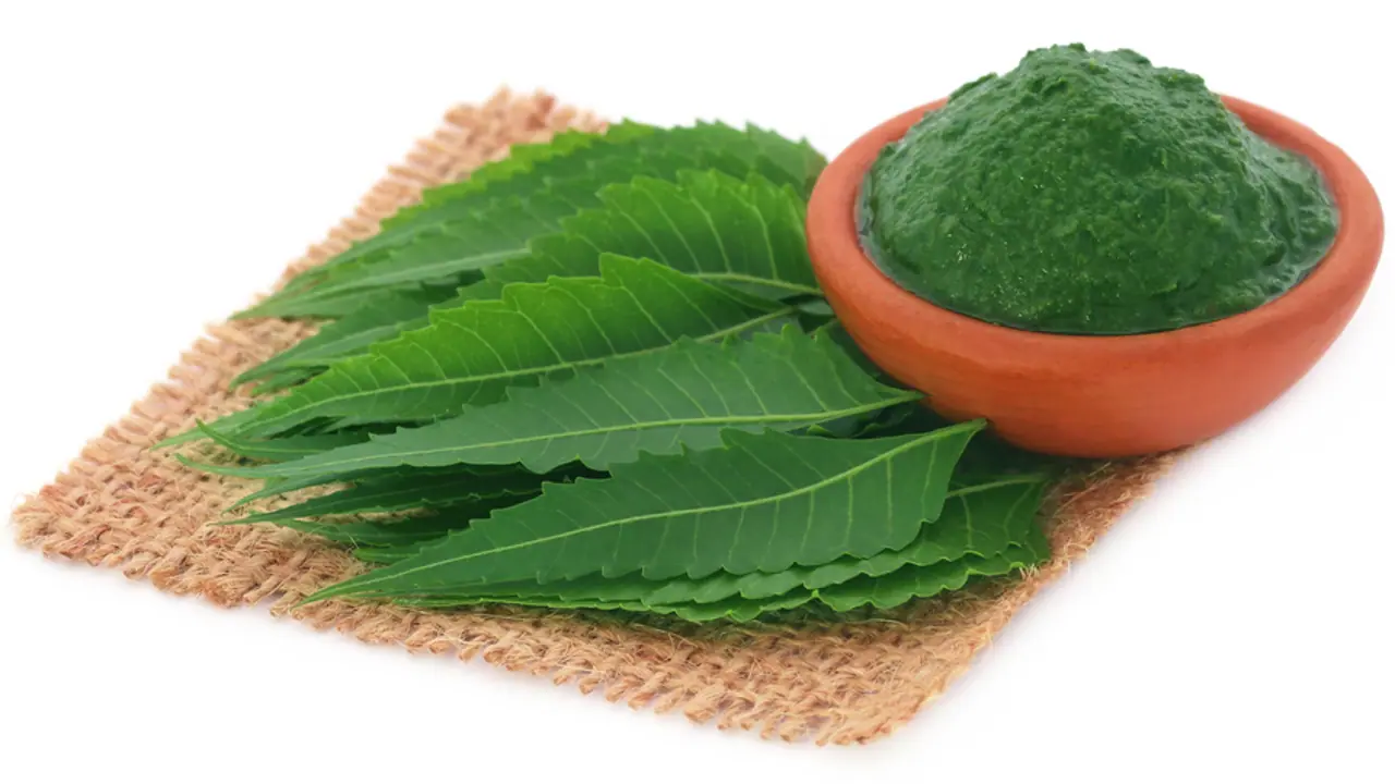 neem leaves neem leaves