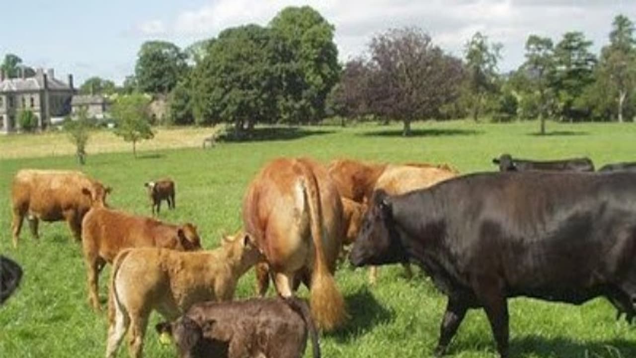 பசுந்தீவனங்களை உற்பத்தி செய்து கால்நடைகளுக்கு கொடுப்பதால் தீவனச்செலவு குறையும்… பசுந்தீவனங்களை உற்பத்தி செய்து கால்நடைகளுக்கு கொடுப்பதால் தீவனச்செலவு குறையும்…