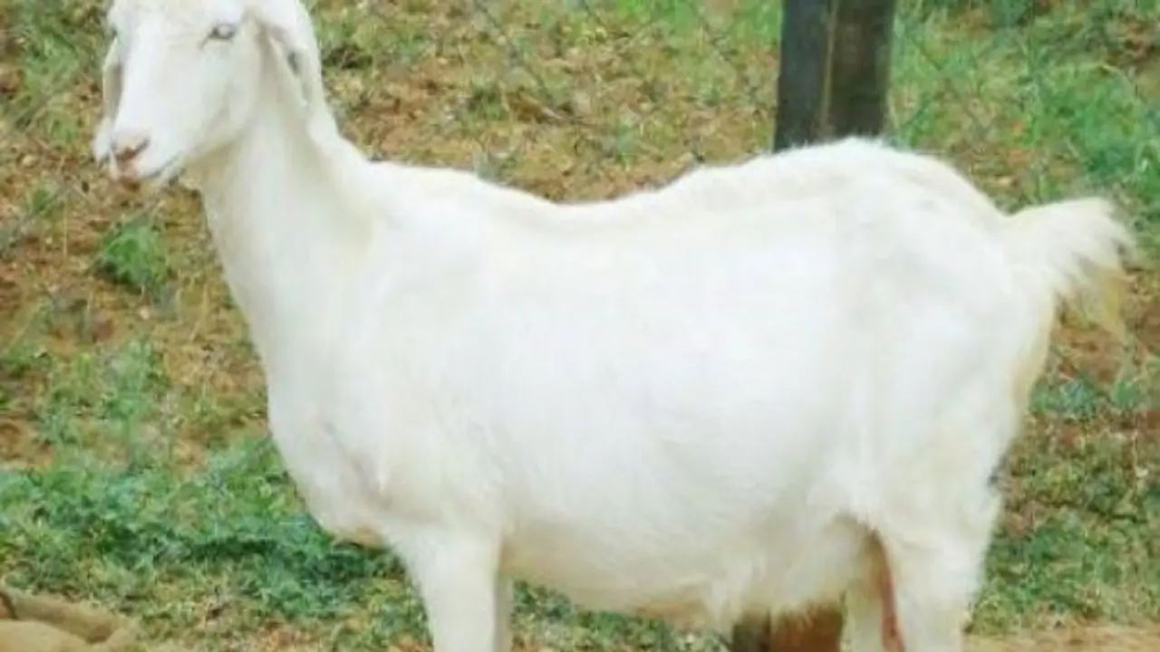 தலைச்சேரி இன ஆடுகளின் சிறப்புகள் இவைதான்… தலைச்சேரி இன ஆடுகளின் சிறப்புகள் இவைதான்…