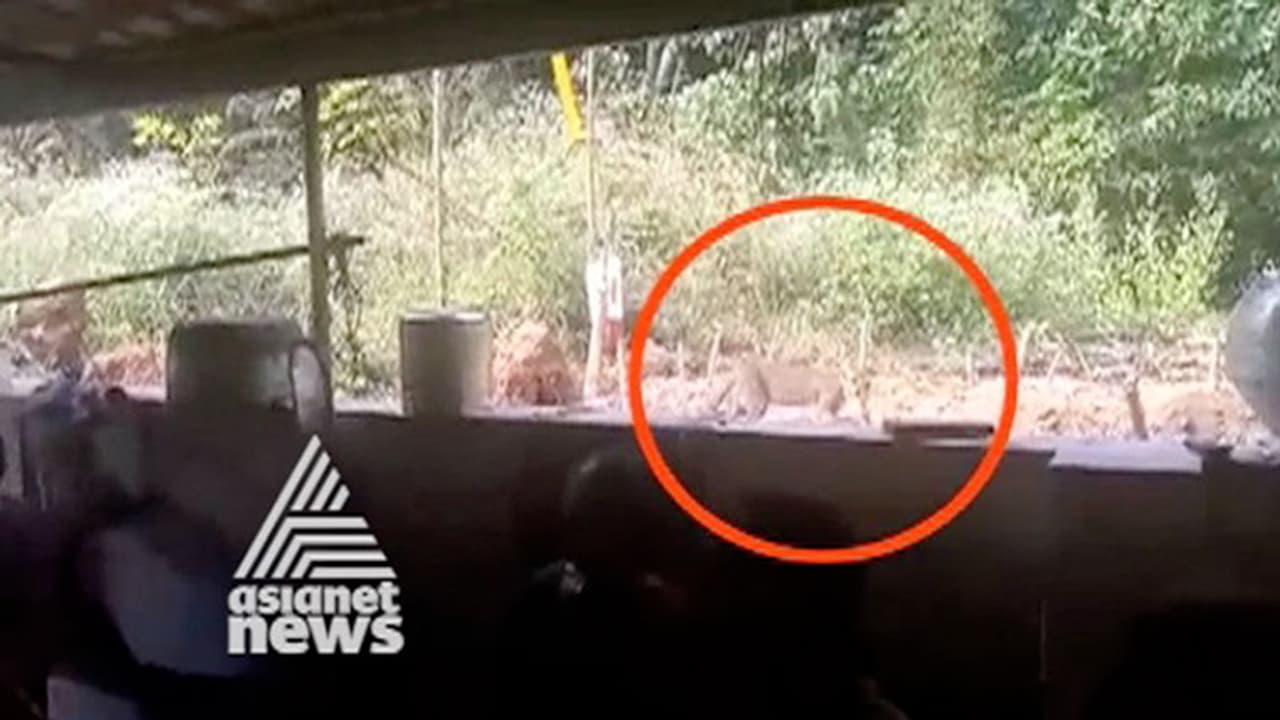 കല്യാണ വീട്ടില് കണ്ട പുലി ഒടുവില് പൂച്ചയായി? കല്യാണ വീട്ടില് കണ്ട പുലി ഒടുവില് പൂച്ചയായി?