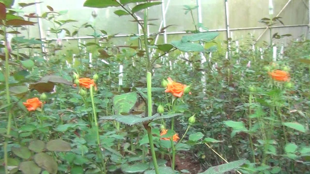 വെള്ളാരംകുന്നില് പനിനീര്പ്പൂക്കളുടെ വസന്തകാലം വെള്ളാരംകുന്നില് പനിനീര്പ്പൂക്കളുടെ വസന്തകാലം