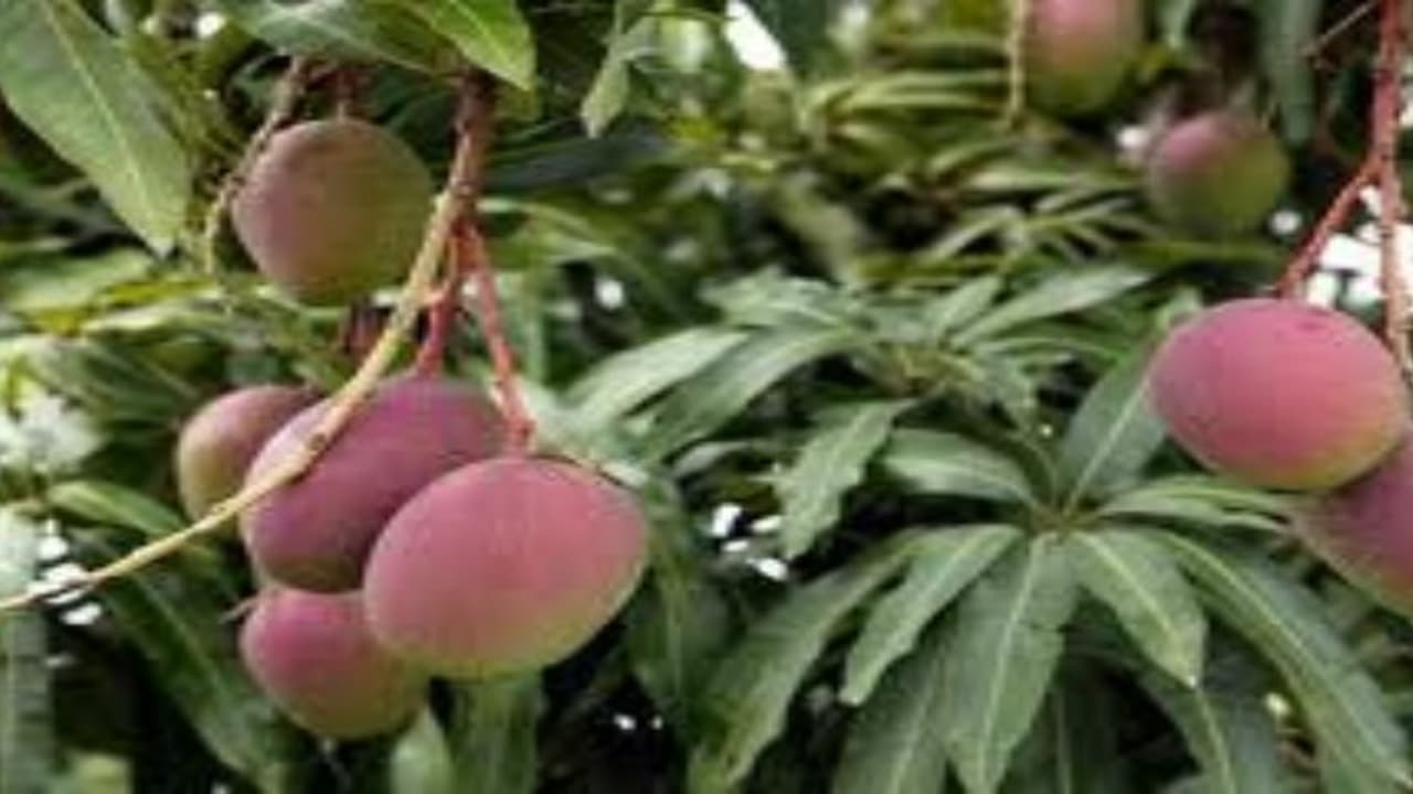 மா வளர்ப்பில் தனித்துவ அனுபவத்தை சொல்கிறார் அன்பு.. மா வளர்ப்பில் தனித்துவ அனுபவத்தை சொல்கிறார் அன்பு..