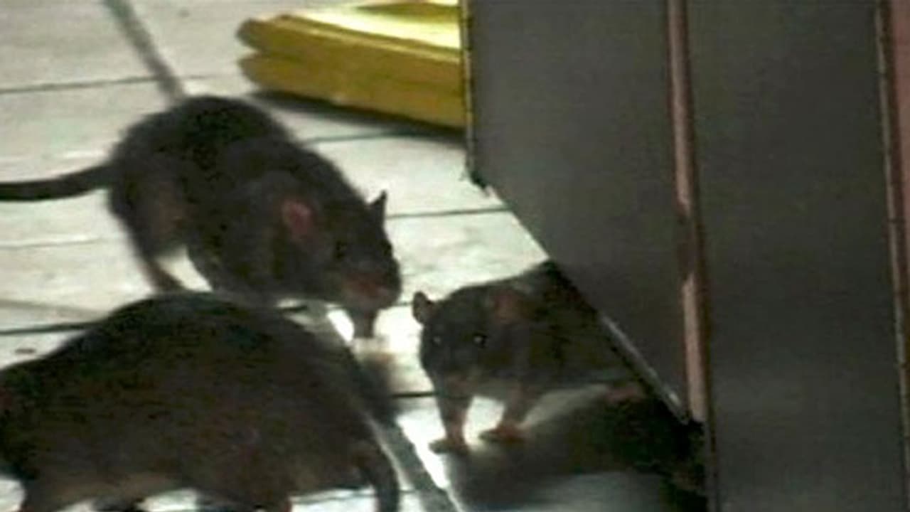 3.4 ಕೋಟಿ ರು. ತಿಂದು ಮುಗಿಸಿದ ಇಲಿಗಳು..!