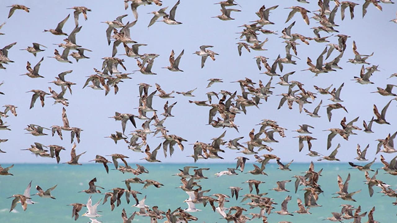 ಇದ್ದಕ್ಕಿದ್ದಂತೆ ಮರದ ಮೇಲಿಂದ ಬಿದ್ದು ಸಾವನ್ನಪ್ಪುತ್ತಿವೆ ಪಕ್ಷಿಗಳು ! ಇದ್ದಕ್ಕಿದ್ದಂತೆ ಮರದ ಮೇಲಿಂದ ಬಿದ್ದು ಸಾವನ್ನಪ್ಪುತ್ತಿವೆ ಪಕ್ಷಿಗಳು !