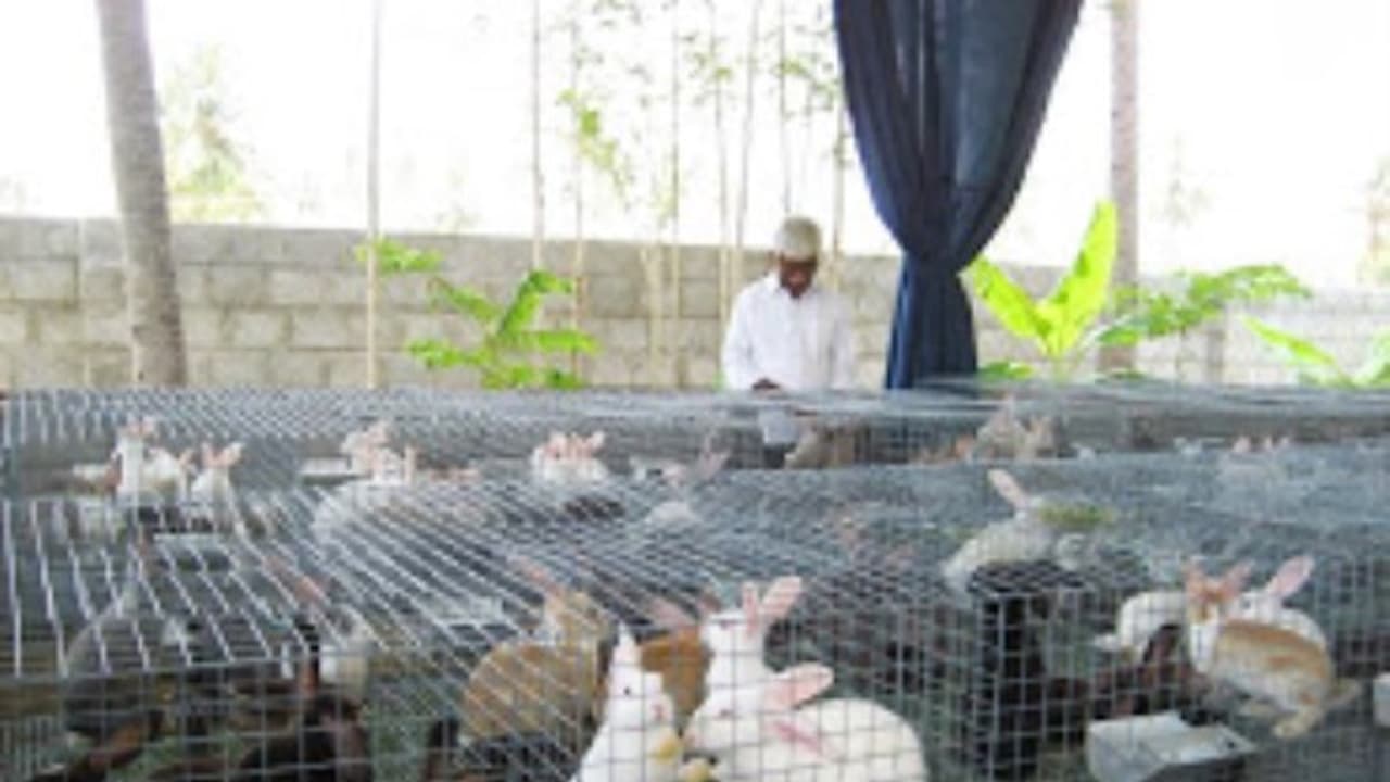 முயல் வளர்ப்பில் ஈடுபடுவோர் அதில் என்னென்ன இனங்கள் இருக்குனு நிச்சயம் தெரிஞ்சுக்கணும்... முயல் வளர்ப்பில் ஈடுபடுவோர் அதில் என்னென்ன இனங்கள் இருக்குனு நிச்சயம் தெரிஞ்சுக்கணும்...