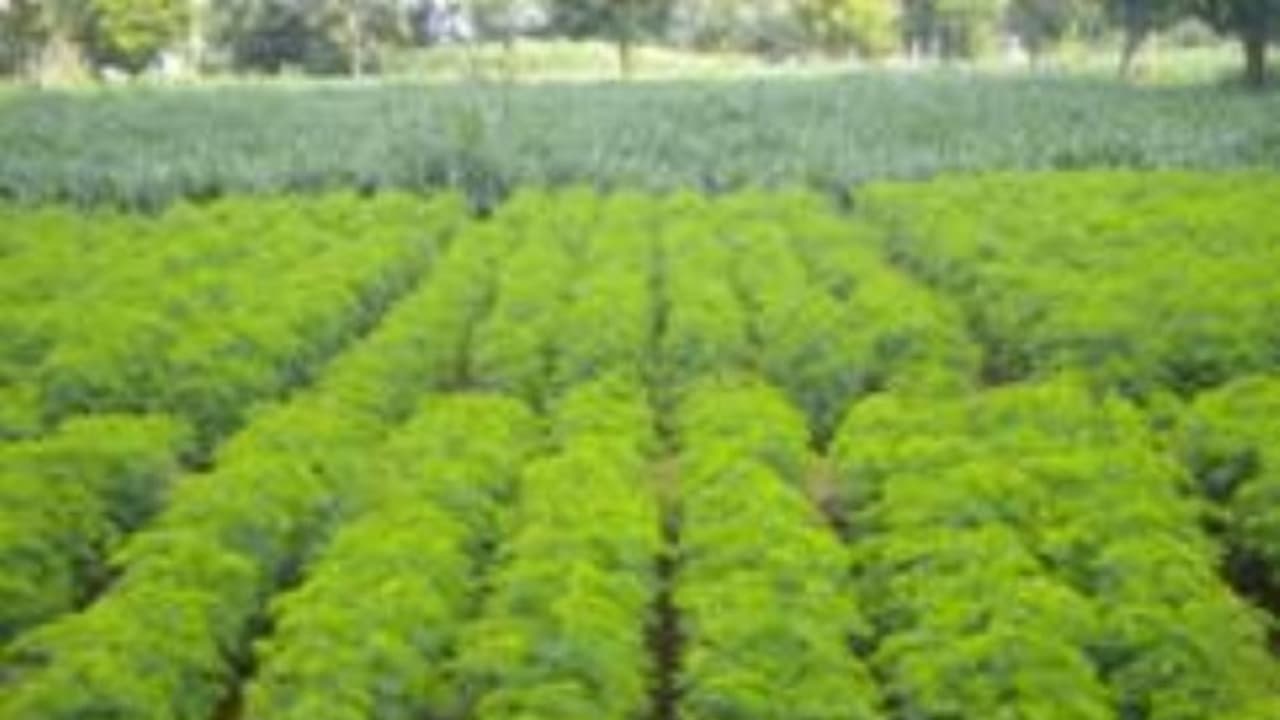 வேலி மசால் எப்படி சாகுபடி செய்ய ஏற்ற பருவம் எது தெரியுமா? வாசிங்க தெரியும்... வேலி மசால் எப்படி சாகுபடி செய்ய ஏற்ற பருவம் எது தெரியுமா? வாசிங்க தெரியும்...