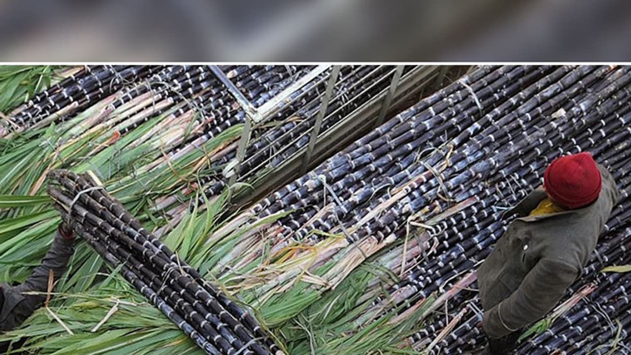 State sugar cane growers want to stop farming, blame Central govt