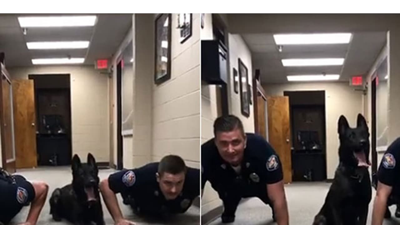 ഈ പൊലീസ് നായ ആള് ചില്ലറക്കാരനല്ല! പുഷ് അപ്പ് വീഡിയോ വൈറല് ഈ പൊലീസ് നായ ആള് ചില്ലറക്കാരനല്ല! പുഷ് അപ്പ് വീഡിയോ വൈറല്