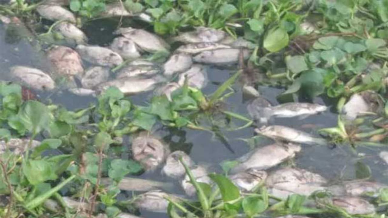 கொசஸ்தலை ஆற்றில் திடீரென கொத்து கொத்தாக செத்து ஒதுக்கும் மீன்கள்.. காரணம் என்ன.? போலீசார் விசாரணை