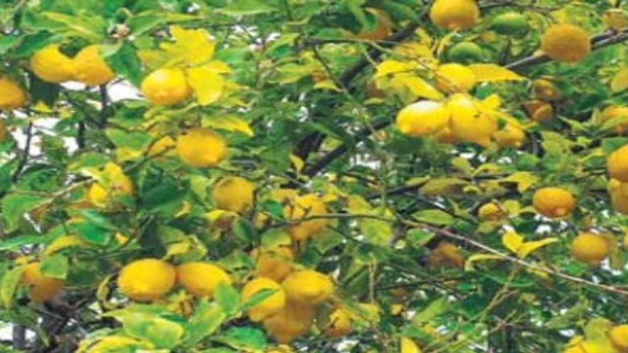 எலுமிச்சையைத் தாக்கும் சொறி நோயின் அறிகுறிகள் முதல் கட்டுப்படுத்தும் முறைகள் வரை… எலுமிச்சையைத் தாக்கும் சொறி நோயின் அறிகுறிகள் முதல் கட்டுப்படுத்தும் முறைகள் வரை…