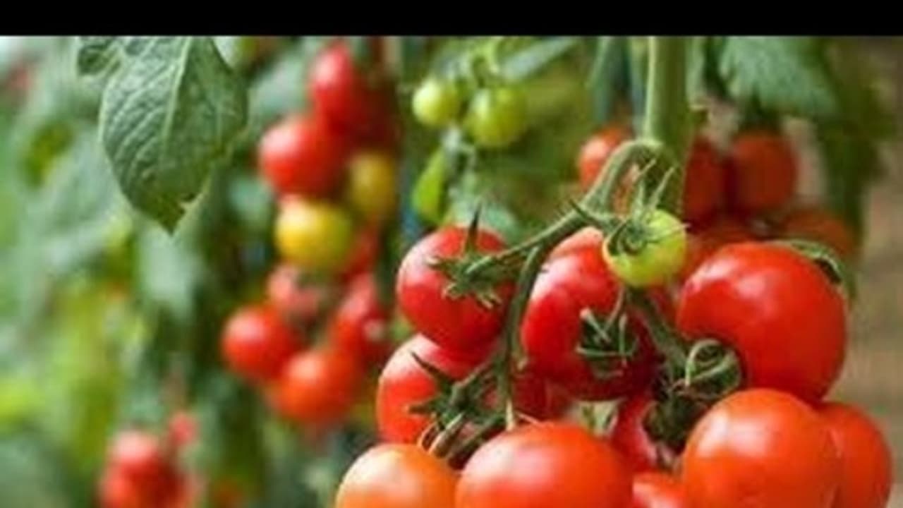 தக்காளி சாகுபடியில் நல்ல மகசூல் பெற என்னவெல்லாம் செய்யலாம்... தக்காளி சாகுபடியில் நல்ல மகசூல் பெற என்னவெல்லாம் செய்யலாம்...