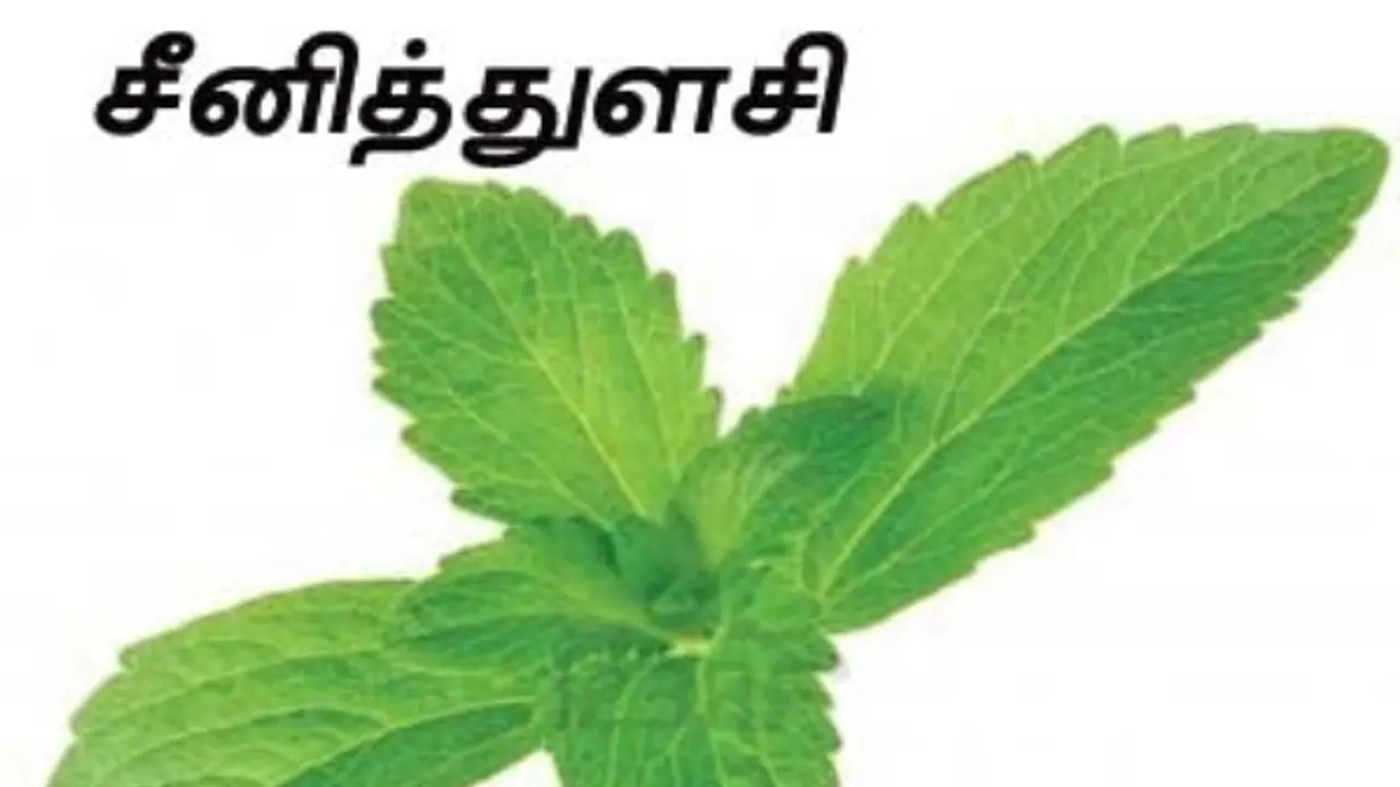 சீனித் துளசி என்றால் என்ன? அதன் பயன்கள் என்னென்ன? இதோ ஒரு அலசல்… சீனித் துளசி என்றால் என்ன? அதன் பயன்கள் என்னென்ன? இதோ ஒரு அலசல்…