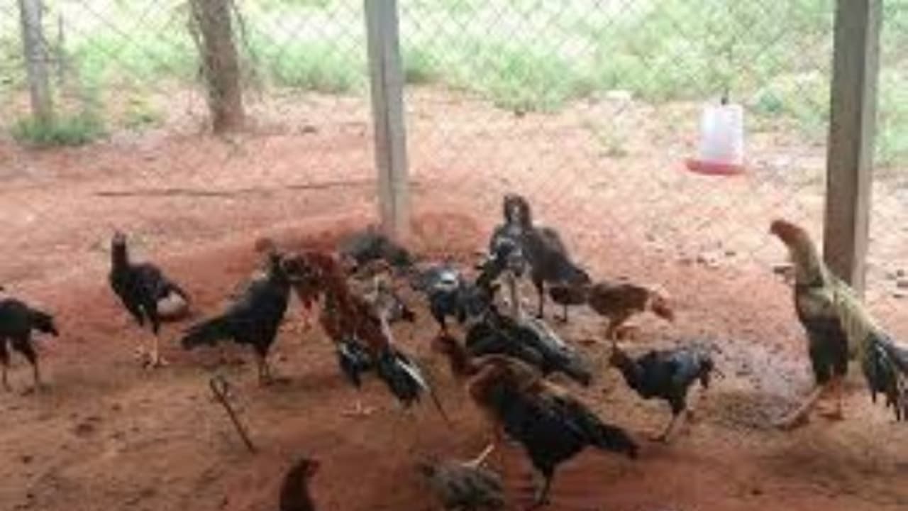 நாட்டுக் கோழி வளர்ப்பில் கட்டமைப்பு, முதலீடு மற்றும் சந்தை வாய்ப்பு ஒரு பார்வை... நாட்டுக் கோழி வளர்ப்பில் கட்டமைப்பு, முதலீடு மற்றும் சந்தை வாய்ப்பு ஒரு பார்வை...