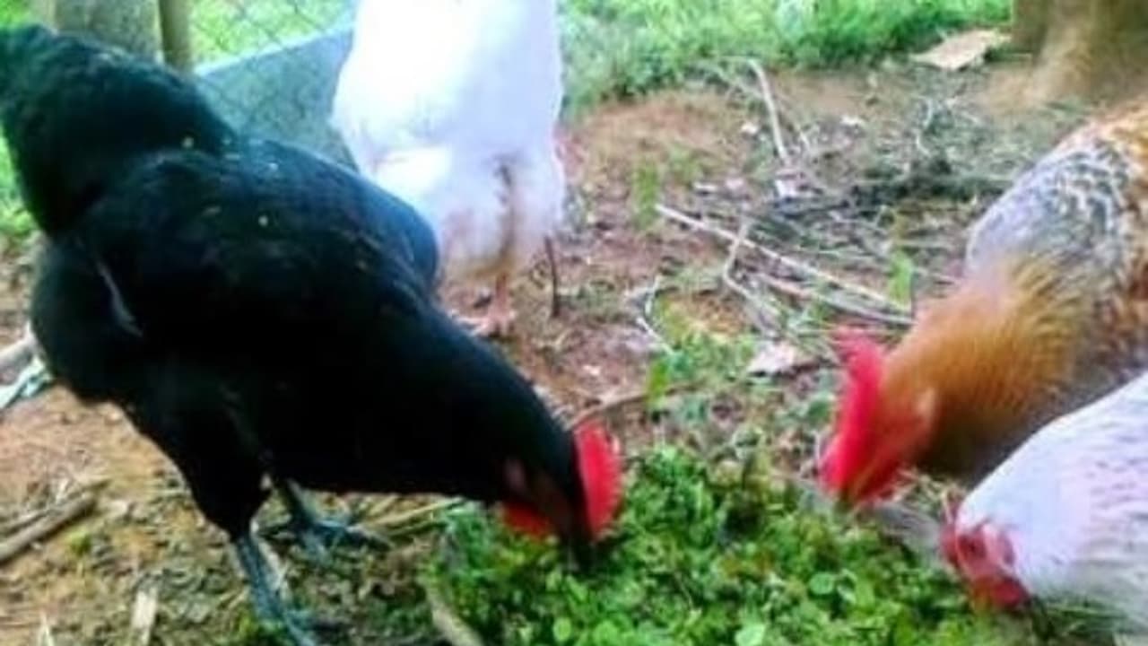 கோழி வளர்ப்பில் தீவன மேலாண்மையை மேற்கொள்வது எப்படி? கோழி வளர்ப்பில் தீவன மேலாண்மையை மேற்கொள்வது எப்படி?