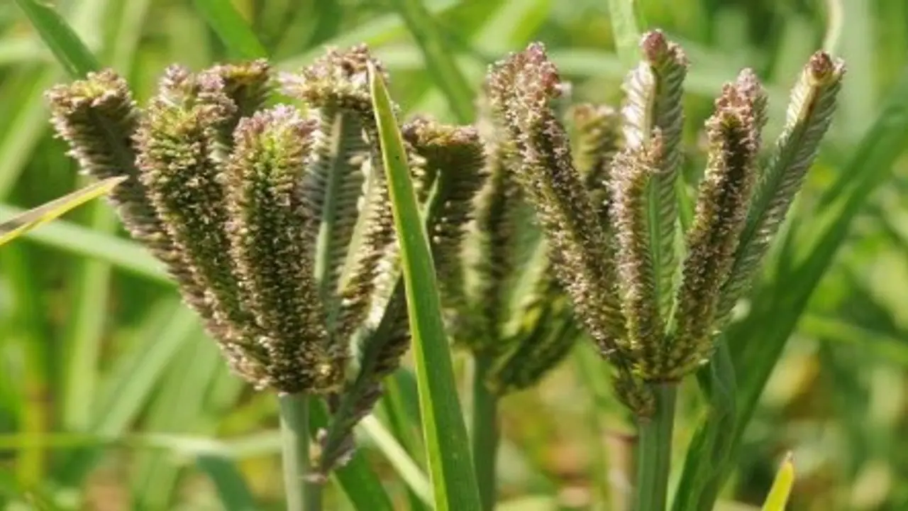 கேழ்வரகு சாகுபடி செய்து மண் வளம், லாபம் ரெண்டும் பெறலாம். எப்படி? கேழ்வரகு சாகுபடி செய்து மண் வளம், லாபம் ரெண்டும் பெறலாம். எப்படி?