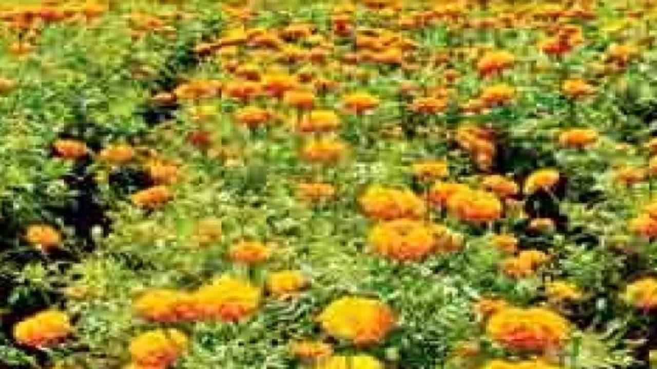 வருவாயை அதிக அளவில் அள்ளிக் கொடுக்கும் “செண்டுமல்லி”… வருவாயை அதிக அளவில் அள்ளிக் கொடுக்கும் “செண்டுமல்லி”…