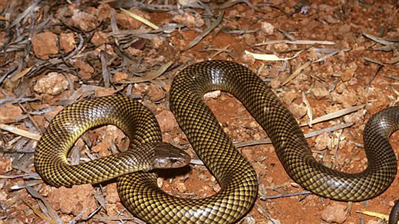 ఇంగ్లాండ్ క్రికెటర్లకు తప్పిన ప్రమాదం... గ్రౌండ్లో విష సర్పం ప్రత్యక్షం (వీడియో) ఇంగ్లాండ్ క్రికెటర్లకు తప్పిన ప్రమాదం... గ్రౌండ్లో విష సర్పం ప్రత్యక్షం (వీడియో)