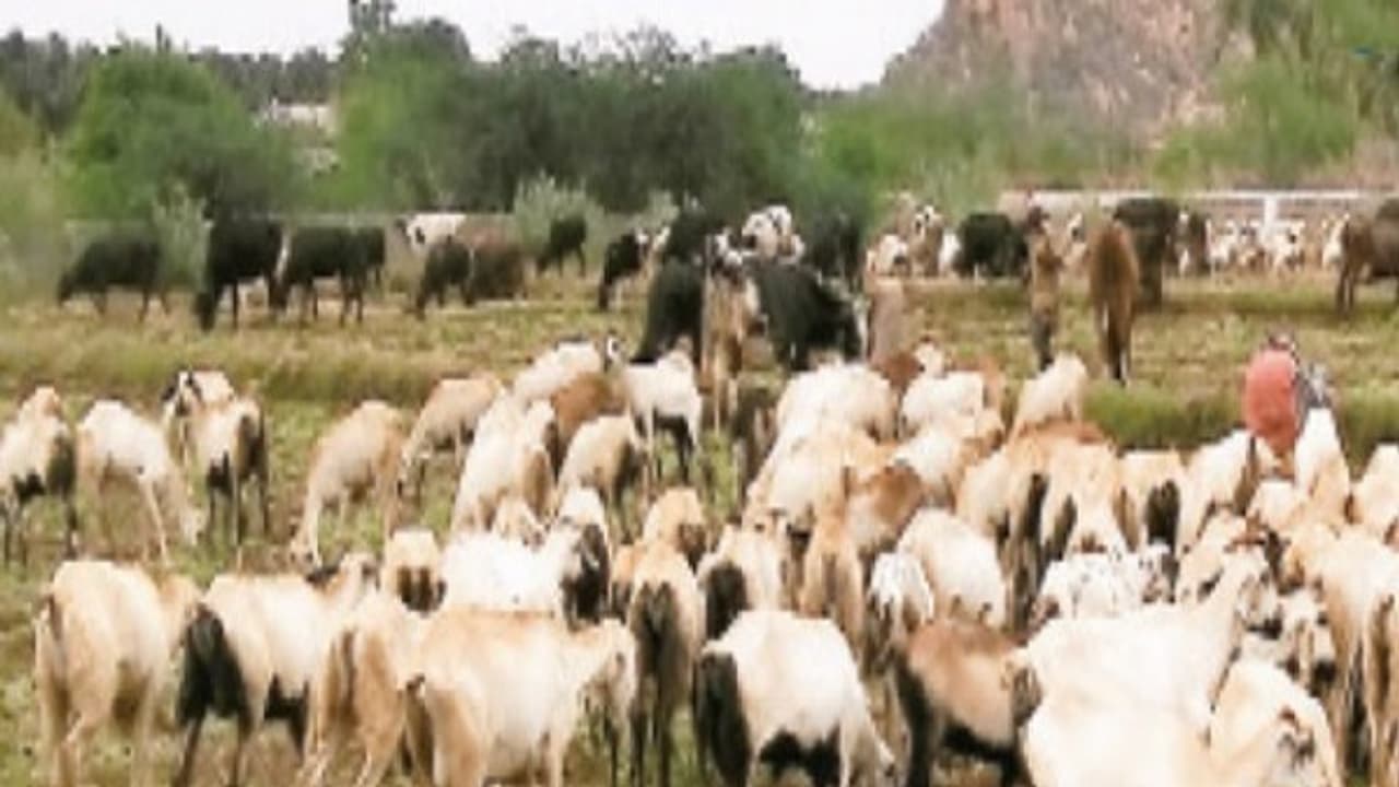 மழை, பனிக்காலத்தில் புற்களை மேயும் ஆடுகளுக்கு இந்த பிரச்சனை ஏற்படும்… மழை, பனிக்காலத்தில் புற்களை மேயும் ஆடுகளுக்கு இந்த பிரச்சனை ஏற்படும்…