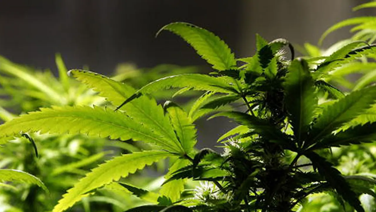 നട്ടുവളർത്തിയ് 39 കഞ്ചാവ് ചെടികൾ; അടിമാലിയിൽ യുവാവിനെ എക്സൈസ് അറസ്റ്റ് ചെയ്തു