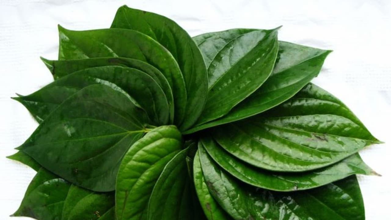 அல்சர் குணமாக வெற்றிலையை இப்படி பயன்படுத்தினாலே போதும்... அல்சர் குணமாக வெற்றிலையை இப்படி பயன்படுத்தினாலே போதும்...