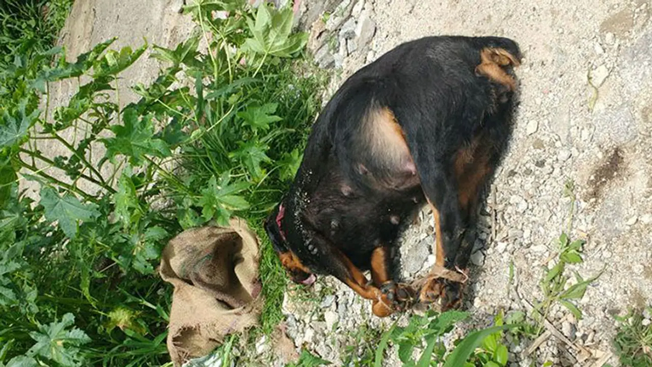 34 year old cab driver rapes female puppy, leaves it bleeding to death 34 year old cab driver rapes female puppy, leaves it bleeding to death