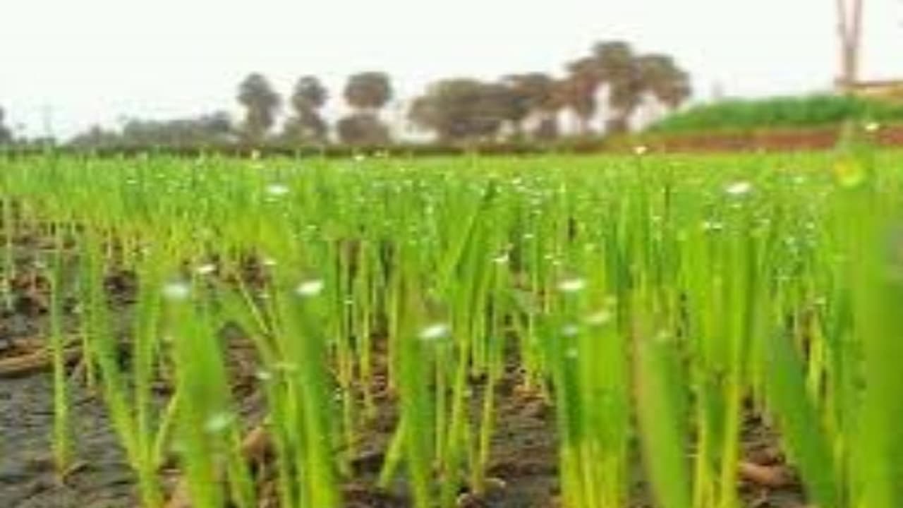 பூக்கள் உதிர்வதை தடுக்க உதவும் தேங்காய் பால் கடலை புண்ணாக்கு கரைசல்... பூக்கள் உதிர்வதை தடுக்க உதவும் தேங்காய் பால் கடலை புண்ணாக்கு கரைசல்...