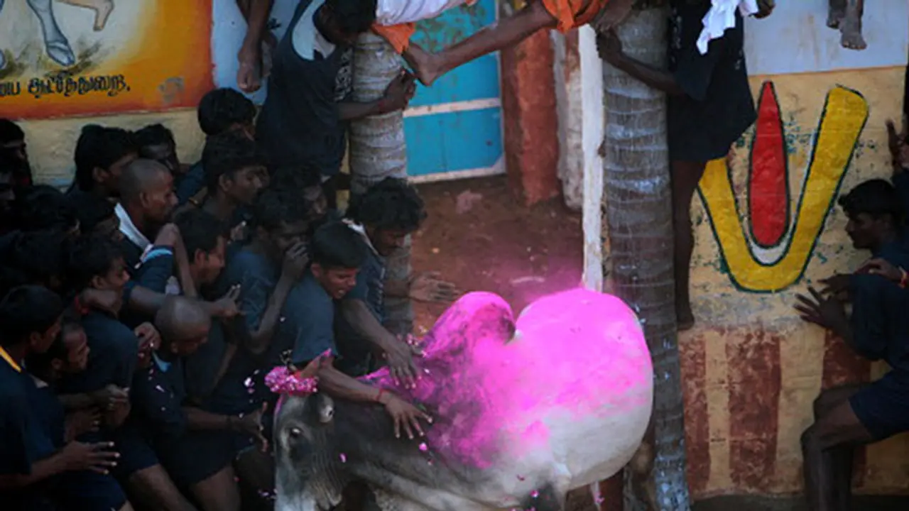 Jallikattu argument: TN brings in Article 25 to confuse Supreme Court Jallikattu argument: TN brings in Article 25 to confuse Supreme Court