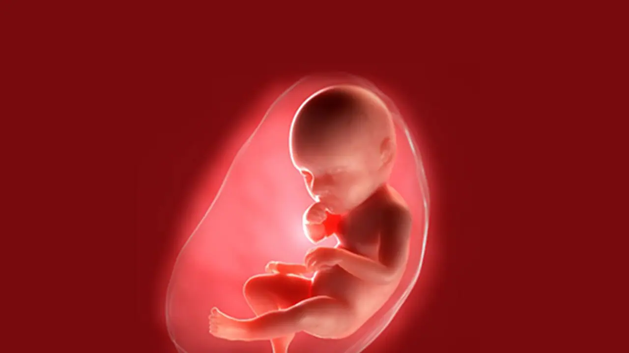 7 aborted fetuses found in canister in Karnataka's Belagavi, probe ordered 7 aborted fetuses found in canister in Karnataka's Belagavi, probe ordered