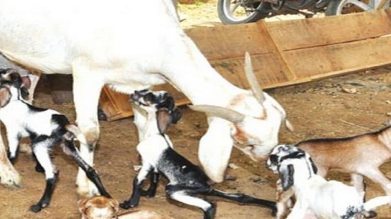 முதலீடும் குறைவு, பரமாரிப்பு செலவும் குறைவு – வெள்ளாடு வளர்ப்பு… முதலீடும் குறைவு, பரமாரிப்பு செலவும் குறைவு – வெள்ளாடு வளர்ப்பு…