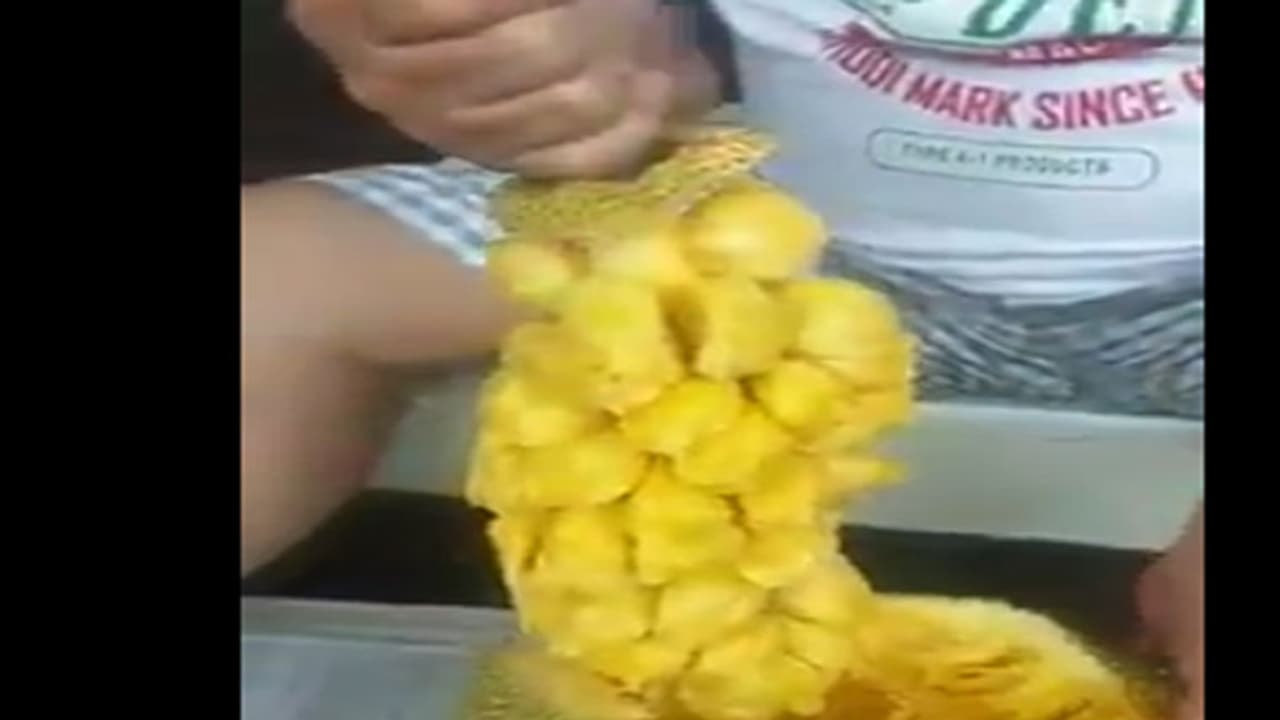 ಒಂದೇ ಒಂದು ತೊಳೆ ಹಾಳಾಗದಂತೆ ಹಲಸಿನ ಹಣ್ಣನ್ನ ಕುಯ್ಯುವ ಟಿಪ್ಸ್