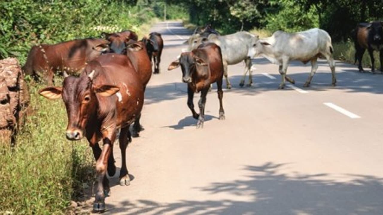 இறைச்சிக்காக வலுக்கும் எதிர்ப்பு மேகாலயாவில் மேலும் ஒரு பா.ஜனதா தலைவர் விலகல்! இறைச்சிக்காக வலுக்கும் எதிர்ப்பு மேகாலயாவில் மேலும் ஒரு பா.ஜனதா தலைவர் விலகல்!