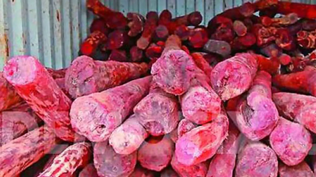 73 మంది స్మగ్లర్లు అరెస్ట్.. రూ.50 కోట్ల విలువైన ఎర్రచందనం స్వాధీనం 73 మంది స్మగ్లర్లు అరెస్ట్.. రూ.50 కోట్ల విలువైన ఎర్రచందనం స్వాధీనం