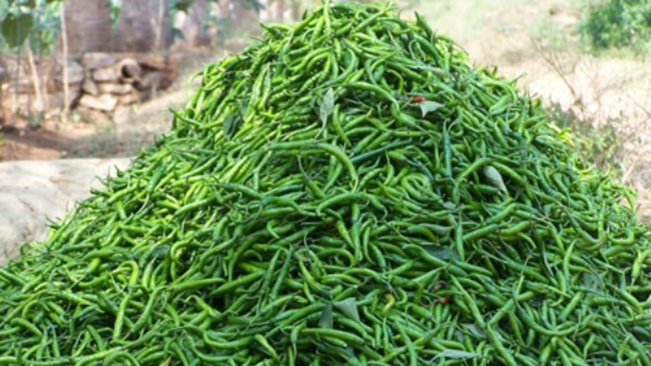 இயற்கை முறையில் மிளகாய் சாகுபடி செய்யணுமா? இதோ வழிகள்… இயற்கை முறையில் மிளகாய் சாகுபடி செய்யணுமா? இதோ வழிகள்…