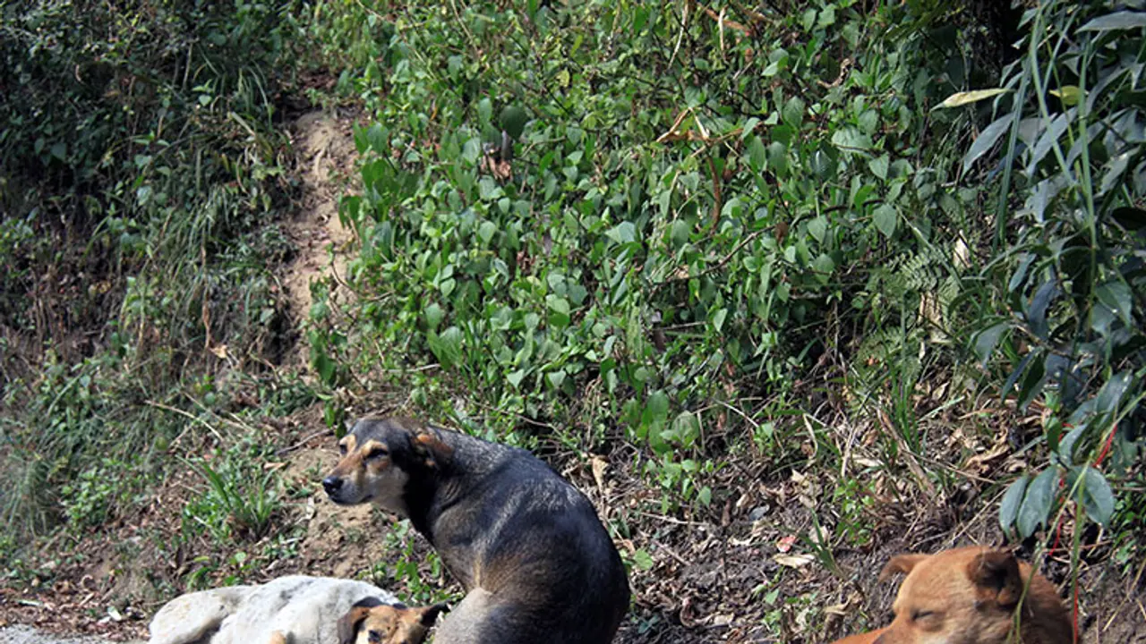 Stray dogs also have a right to live, says SC; Kerala are you listening? Stray dogs also have a right to live, says SC; Kerala are you listening?