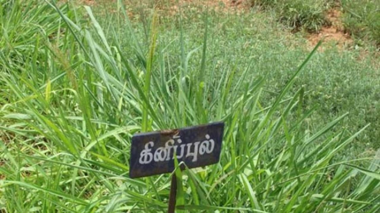 வெள்ளாடுகளுக்கு இந்த வகை புற்களையும் தீவனமாக பயன்படுத்தலாம். நல்ல பலன் தரும்... வெள்ளாடுகளுக்கு இந்த வகை புற்களையும் தீவனமாக பயன்படுத்தலாம். நல்ல பலன் தரும்...