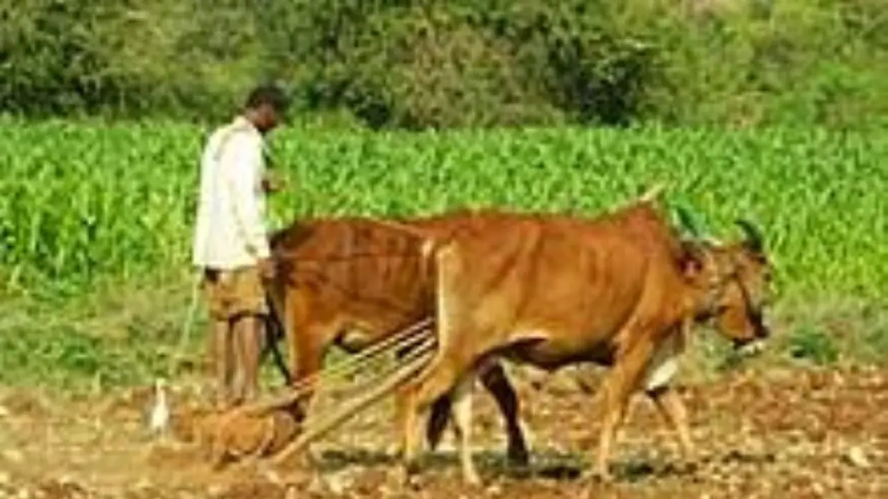 பாரம்பரிய விதைகள் பற்றி உங்களுக்கு தெரியாத சில தகவல்கள் இதோ… பாரம்பரிய விதைகள் பற்றி உங்களுக்கு தெரியாத சில தகவல்கள் இதோ…