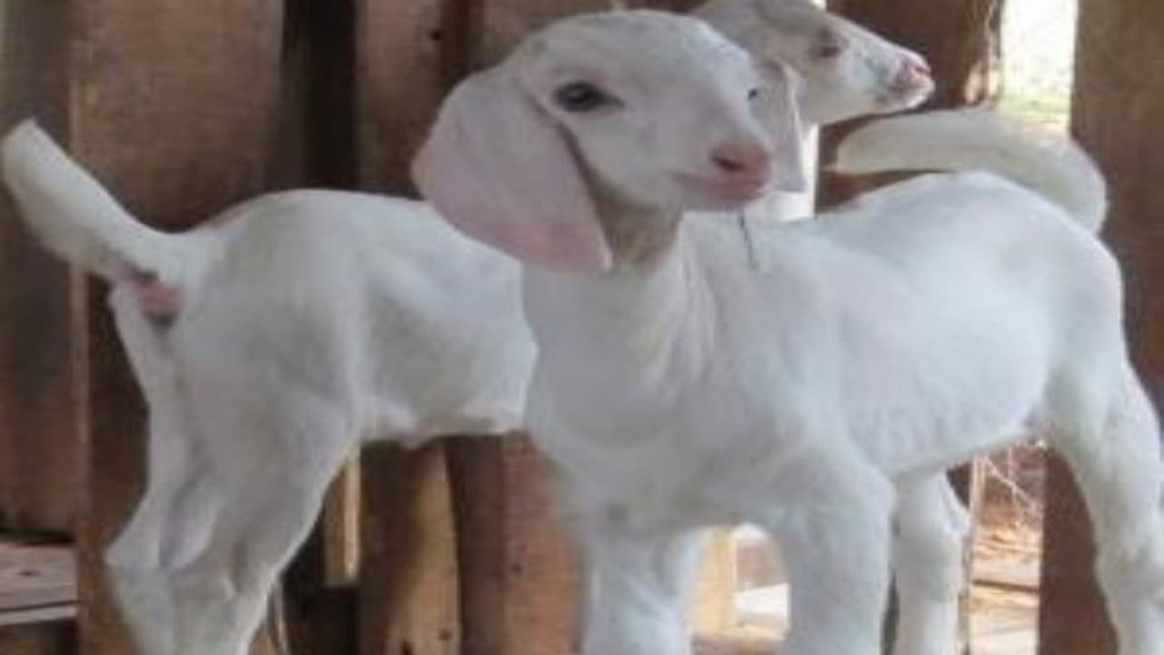 வீட்டில் வளர்க்கப்படும் வெள்ளாடுகளுக்கு அதிக சத்துகள் நாம் கொடுக்கும் தீவனத்தை பொறுத்தே கிடைக்கின்றன... வீட்டில் வளர்க்கப்படும் வெள்ளாடுகளுக்கு அதிக சத்துகள் நாம் கொடுக்கும் தீவனத்தை பொறுத்தே கிடைக்கின்றன...