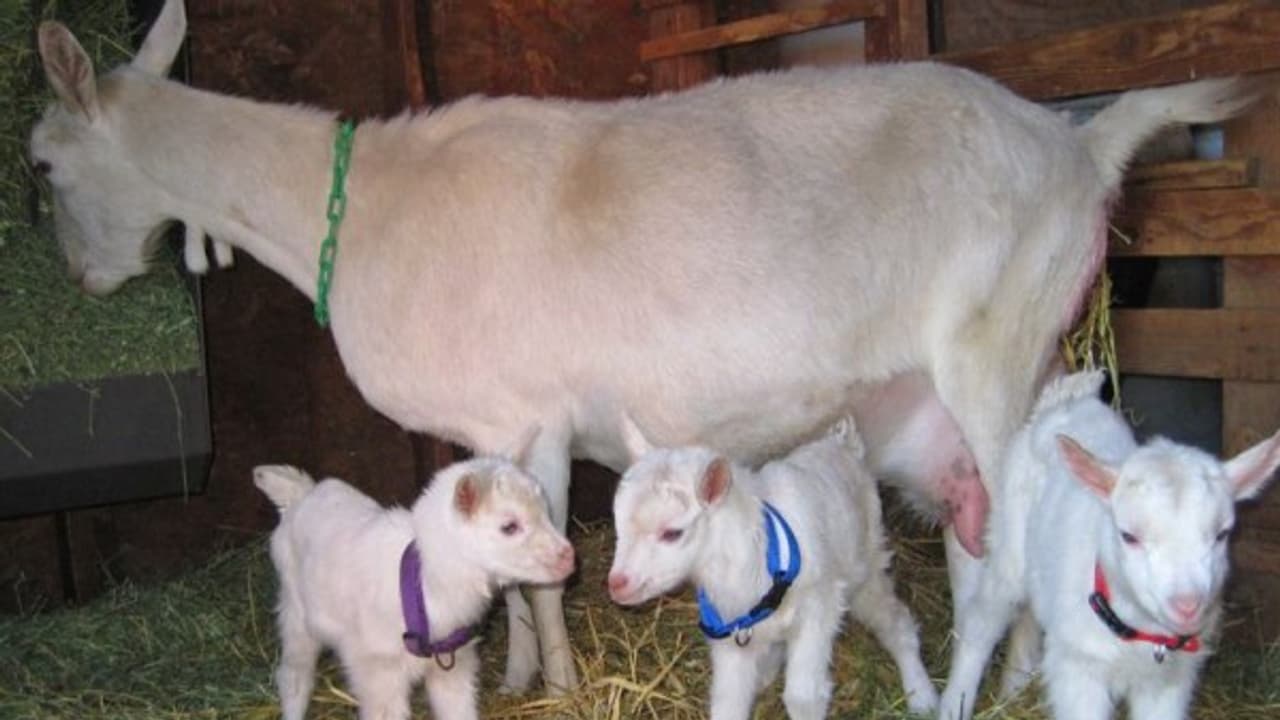 வெள்ளாடுகளுக்கு இந்த மாதிரியான தீவனங்களை கொடுத்தும் அவற்றிற்கு தேவையான சத்துகளை கிடைக்க செய்யலாம்... வெள்ளாடுகளுக்கு இந்த மாதிரியான தீவனங்களை கொடுத்தும் அவற்றிற்கு தேவையான சத்துகளை கிடைக்க செய்யலாம்...