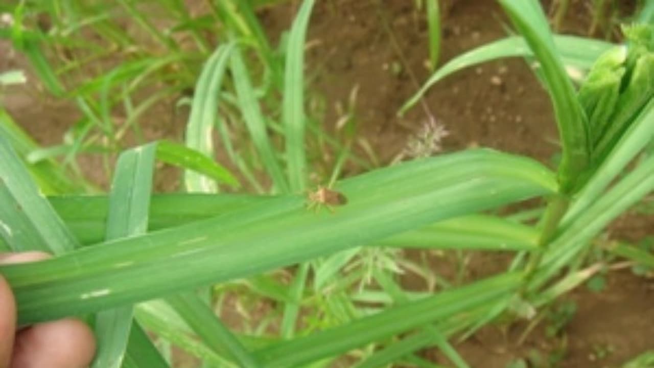 இலைச்சுருட்டு புழுவை கட்டுப்படுத்த இவற்றை செய்தாலே போதும்... இலைச்சுருட்டு புழுவை கட்டுப்படுத்த இவற்றை செய்தாலே போதும்...