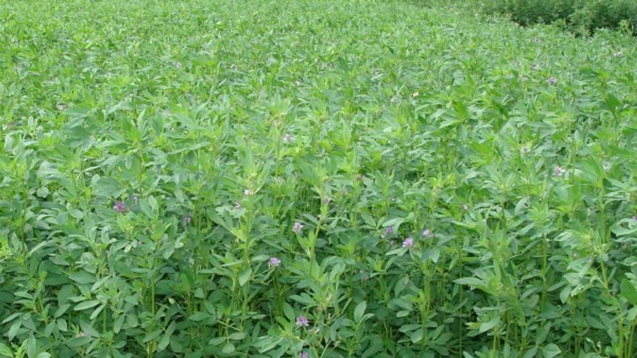 தீவனங்களின் அரசியான குதிரை மசாலை இப்படிதான் சாகுபடி செய்யணும்? தீவனங்களின் அரசியான குதிரை மசாலை இப்படிதான் சாகுபடி செய்யணும்?