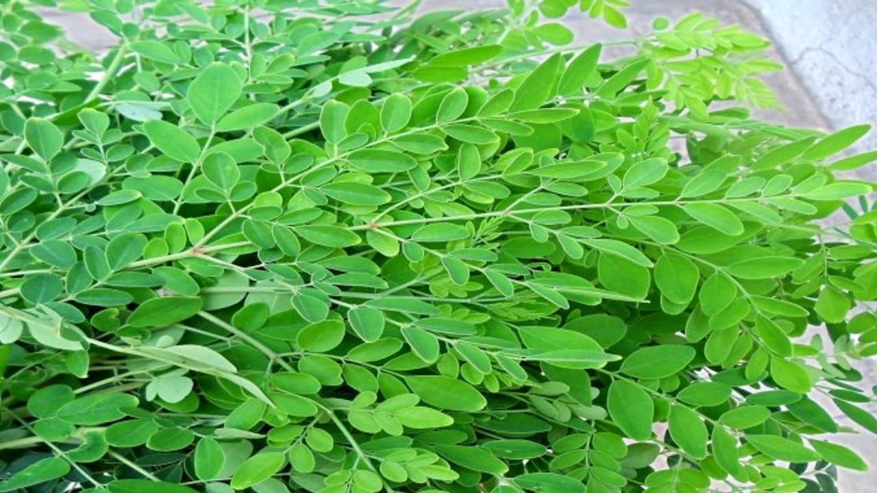 முருங்கைக் கீரையில் பொதிந்து கிடக்கும் மருத்துவ பயன்கள்: முருங்கைக் கீரையில் பொதிந்து கிடக்கும் மருத்துவ பயன்கள்: