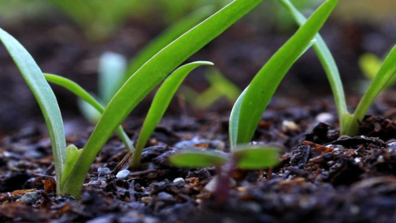 இயற்கை உரத்தை பயன்படுத்தி சுற்றுப்புற சூழலையும் காக்கலாம், அதிக விளைச்சலும் பெறலாம்.. இயற்கை உரத்தை பயன்படுத்தி சுற்றுப்புற சூழலையும் காக்கலாம், அதிக விளைச்சலும் பெறலாம்..