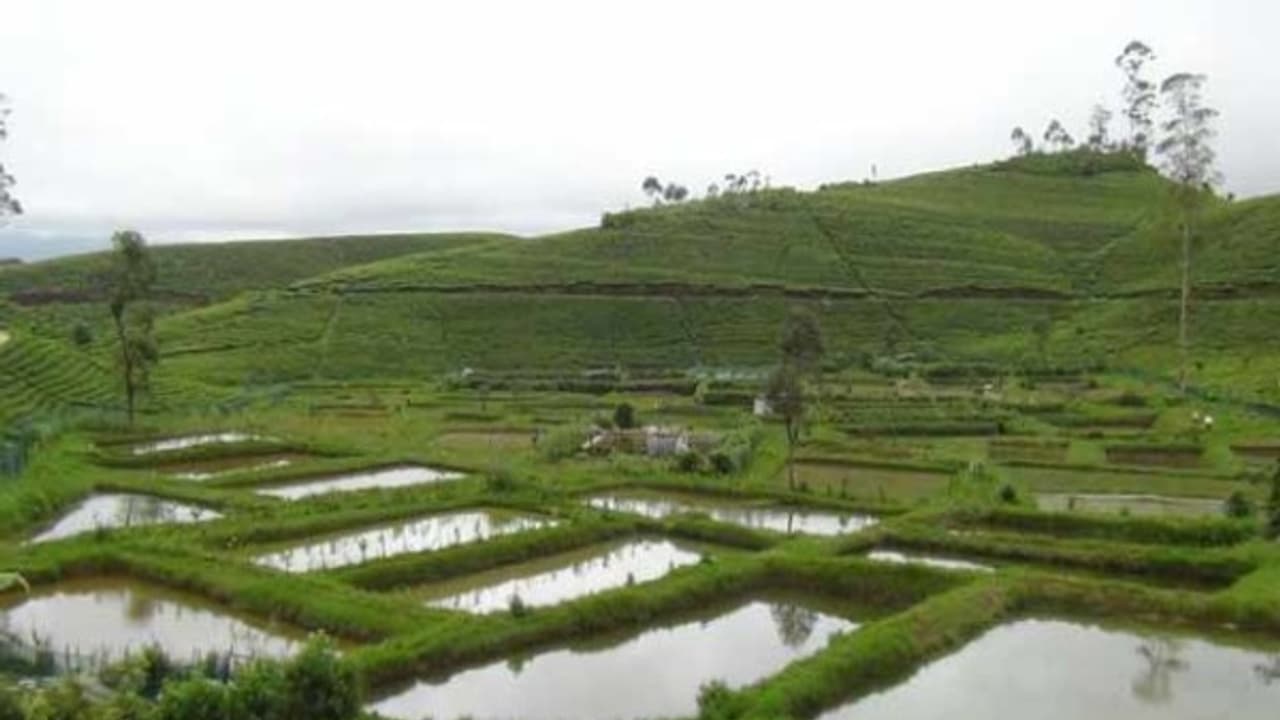 நன்னீரில் மீன் குஞ்சுகளை இருப்புச் செய்ய இதெல்லாம்தான் யுக்திகள்...