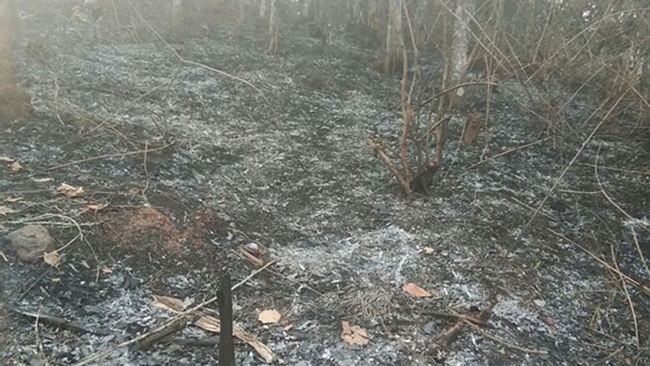 കാട്ടുതീ ഭീഷണി: വനത്തിനുള്ളിലെ ആദിവാസി കുടുംബങ്ങള് ഭീതിയില് കാട്ടുതീ ഭീഷണി: വനത്തിനുള്ളിലെ ആദിവാസി കുടുംബങ്ങള് ഭീതിയില്