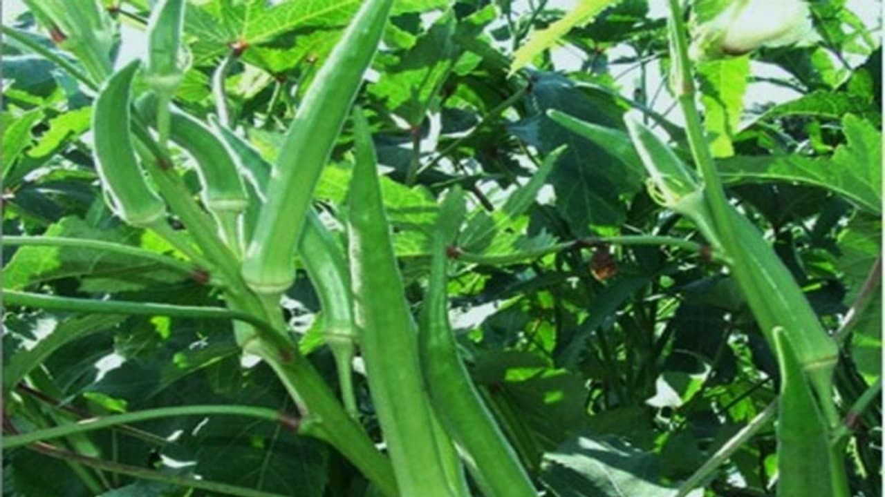 வெண்டையில் மேற்கொள்ள வேண்டிய பயிர் பாதுகாப்பு நடவடிக்கைகள் இதோ... வெண்டையில் மேற்கொள்ள வேண்டிய பயிர் பாதுகாப்பு நடவடிக்கைகள் இதோ...