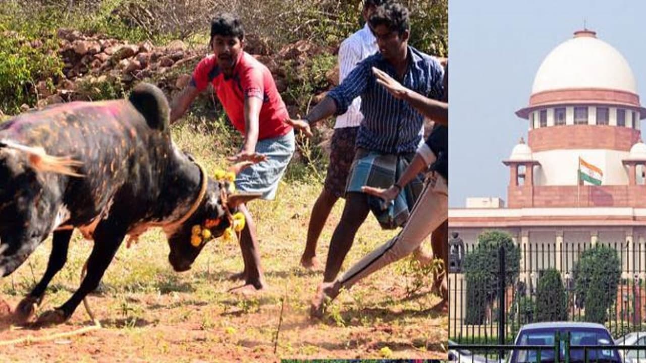 விதியை மீறி அவசர சட்டத்தை எதிர்த்து வழக்கு விலங்குகள் நல அமைப்பின் உறுப்பினர்கள் பதவி பறிபோகுமா? விதியை மீறி அவசர சட்டத்தை எதிர்த்து வழக்கு விலங்குகள் நல அமைப்பின் உறுப்பினர்கள் பதவி பறிபோகுமா?