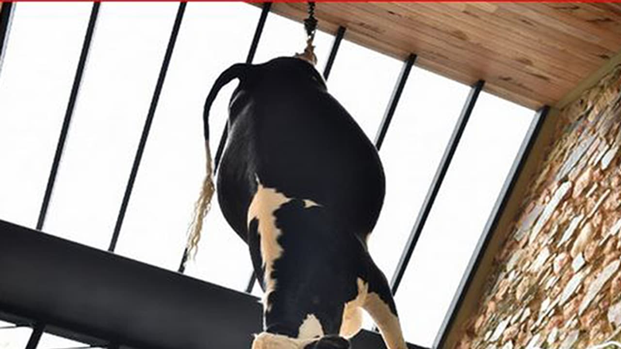 ಮಾಂಸದ ಮೂಲ ತಿಳಿಸಲು ರೆಸ್ಟೋರೆಂಟಲ್ಲಿ ದನವನ್ನು ನೇತು ಹಾಕಿದರು ಮಾಂಸದ ಮೂಲ ತಿಳಿಸಲು ರೆಸ್ಟೋರೆಂಟಲ್ಲಿ ದನವನ್ನು ನೇತು ಹಾಕಿದರು